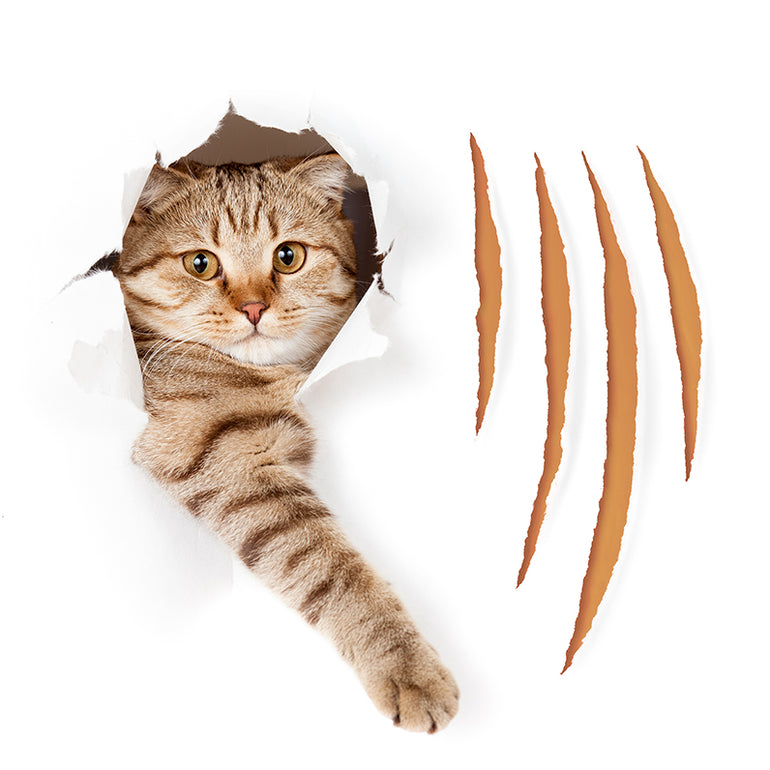 Discover Premium Fresh Pet Food & More at FaustinDeal.com